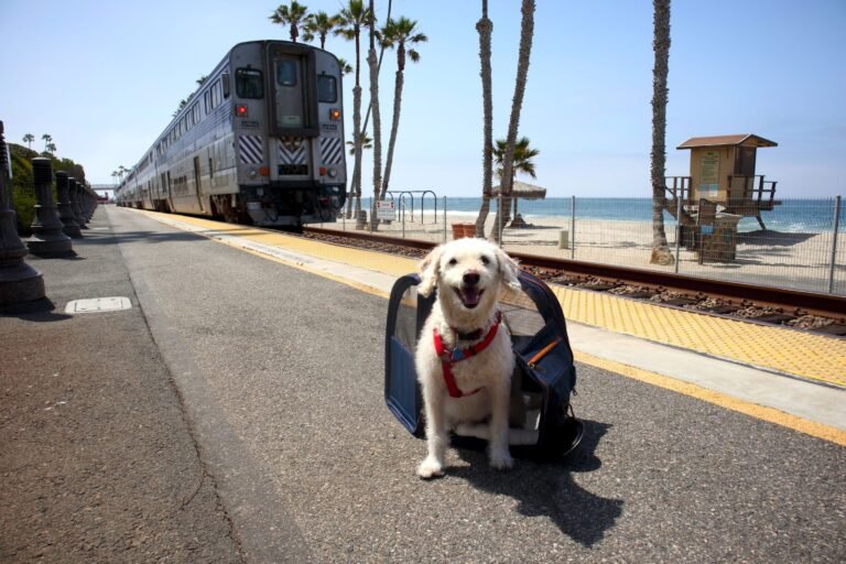 Amtrak Pet Policy for Dogs and Cats | Costs & Fees